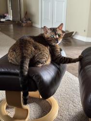 Reunited Male Cat last seen Near Turnbull Bay Rd, New Smyrna Beach, FL 32168, USA, New Smyrna Beach, FL 32168