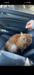 Reunited Male Cat last seen Near AmPm on Yakima Ave, Yakima, WA 98901