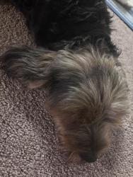 Reunited Unknown Dog last seen Mahogany way, Antioch, CA 94509