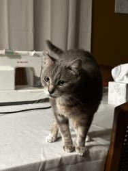 Reunited Male Cat last seen Between Penn and Villa on 10th street, Oklahoma City, OK 73107