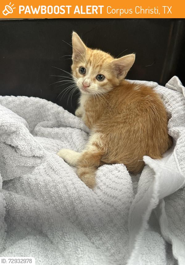Found/Stray Unknown Cat last seen Holly/weber , Corpus Christi, TX 78413