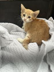 Found/Stray Unknown Cat last seen Holly/weber , Corpus Christi, TX 78413