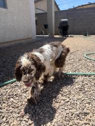Reunited Male Dog last seen 99th and broadway , Tolleson, AZ 85353