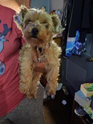 Lost Female Dog last seen Nogalitos , San Antonio, TX 78225