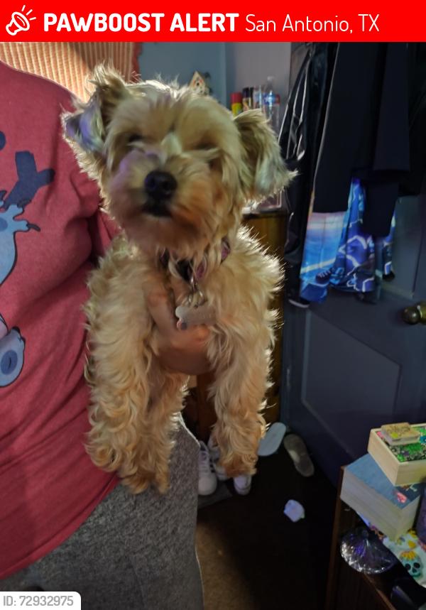 Lost Female Dog last seen Nogalitos , San Antonio, TX 78225