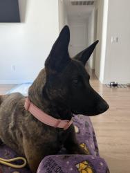 Found/Stray Female Dog last seen Mount Vernon and M St., Colton, CA 92324