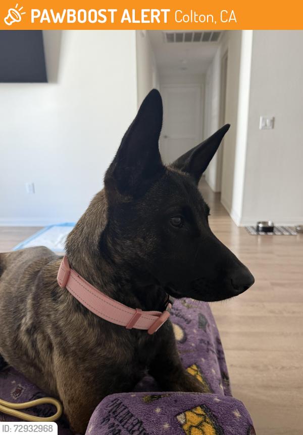 Found/Stray Female Dog last seen Mount Vernon and M St., Colton, CA 92324