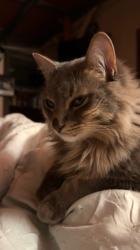 Reunited Male Cat last seen Between Penn and Villa on 10th, Oklahoma City, OK 73107