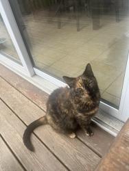 Lost Female Cat last seen Choctaw Ridge, Holts Summit, MO 65043