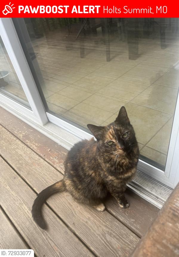 Lost Female Cat last seen Choctaw Ridge, Holts Summit, MO 65043