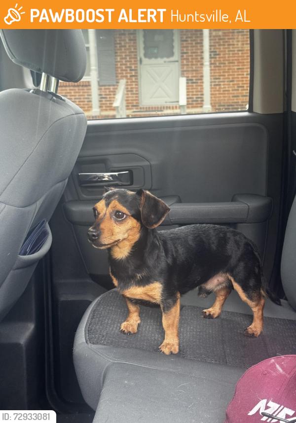 Found/Stray Male Dog last seen Westdale and kennemore , Huntsville, AL 35805