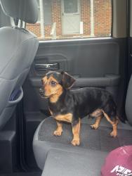 Found/Stray Male Dog last seen Westdale and kennemore , Huntsville, AL 35805