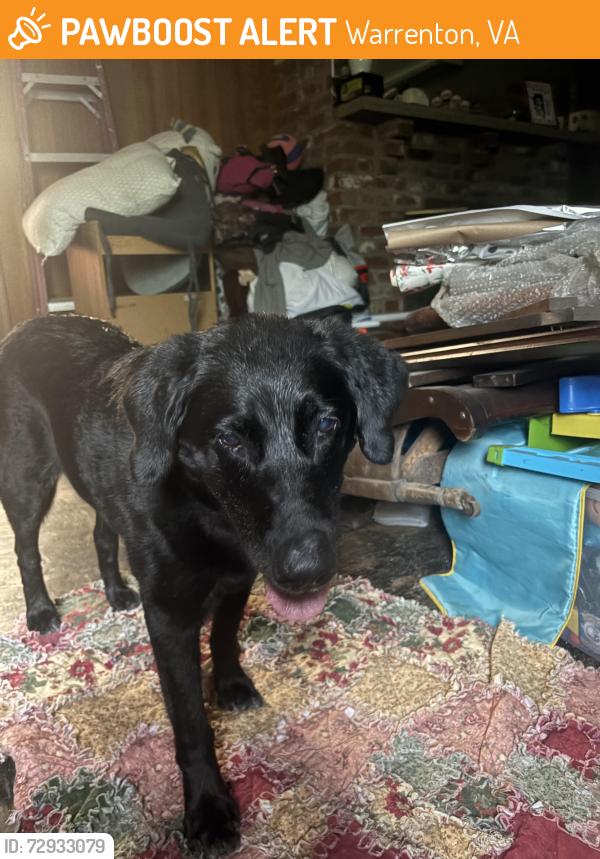 Found/Stray Female Dog last seen On Dumfries rd near canter lane, Warrenton, VA 20187