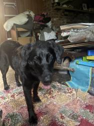 Found/Stray Female Dog last seen On Dumfries rd near canter lane, Warrenton, VA 20187