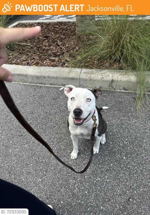 Found/Stray Female Dog last seen Residence inn San Pablo Road South, Jacksonville, FL 32266