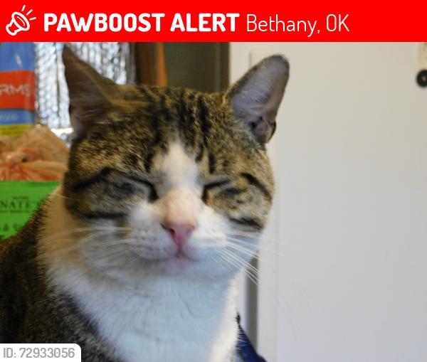 Lost Male Cat last seen Mueller and NW 57 st., Bethany, OK 73008