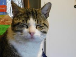 Lost Male Cat last seen Mueller and NW 57 st., Bethany, OK 73008