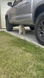 Found/Stray Female Dog last seen Jornada Dr, Perris, CA 92571