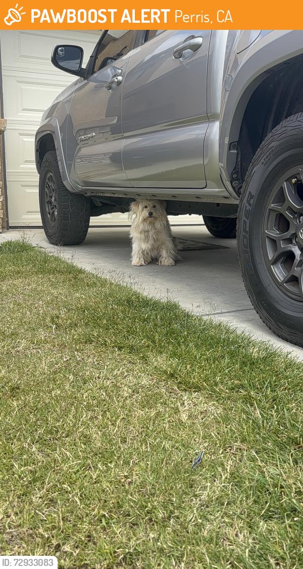 Found/Stray Female Dog last seen Jornada Dr, Perris, CA 92571