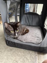 Found/Stray Unknown Cat last seen Torrance Blvd, Torrance, CA 90503