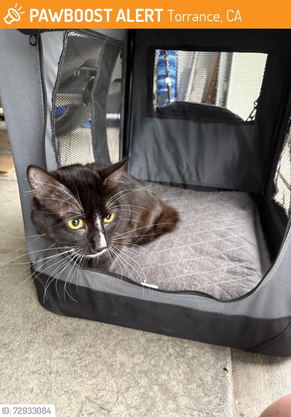 Found/Stray Unknown Cat last seen Torrance Blvd, Torrance, CA 90503