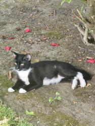 Reunited Male Cat last seen Arleta Pl NE, Keizer, OR 97303, USA, Keizer, OR 97303