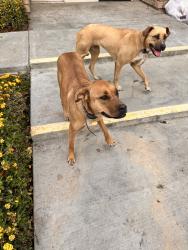 Found/Stray Unknown Dog last seen Wal Mart, Visalia, CA 93292