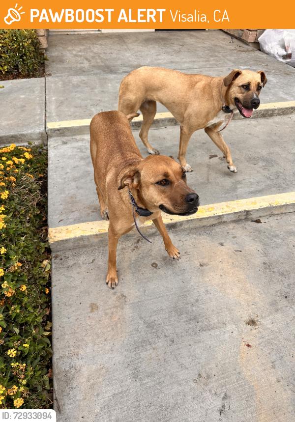 Found/Stray Unknown Dog last seen Wal Mart, Visalia, CA 93292