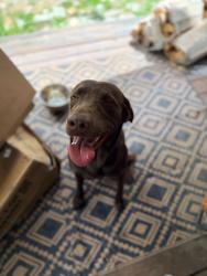 Reunited Male Dog last seen Old Kanuga and Price, Hendersonville, NC 28739
