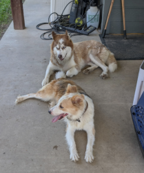 Reunited Female Dog last seen Near & 69, Wood County, TX 75783