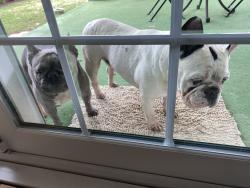 Reunited Male Dog last seen MW 60th St and Tulsa Ave, Oklahoma City, OK 73112