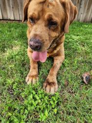 Reunited Male Dog last seen San Ramon Drive , Arlington, TX 76013