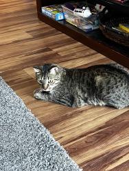 Reunited Male Cat last seen Robert & Butler, West Saint Paul, MN 55118
