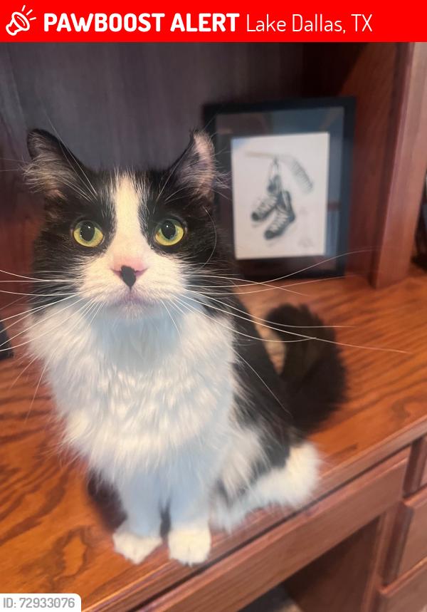 Lost Female Cat last seen Last seen in the Shorehaven Neighborhood in Hickory Creek, Lake Dallas, TX 75065