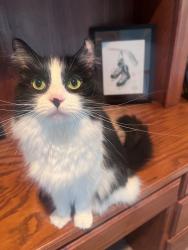 Lost Female Cat last seen Last seen in the Shorehaven Neighborhood in Hickory Creek, Lake Dallas, TX 75065