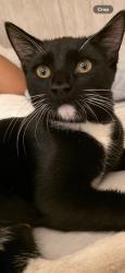 Lost Male Cat last seen Eucalytus, Moreno Valley, CA 92553