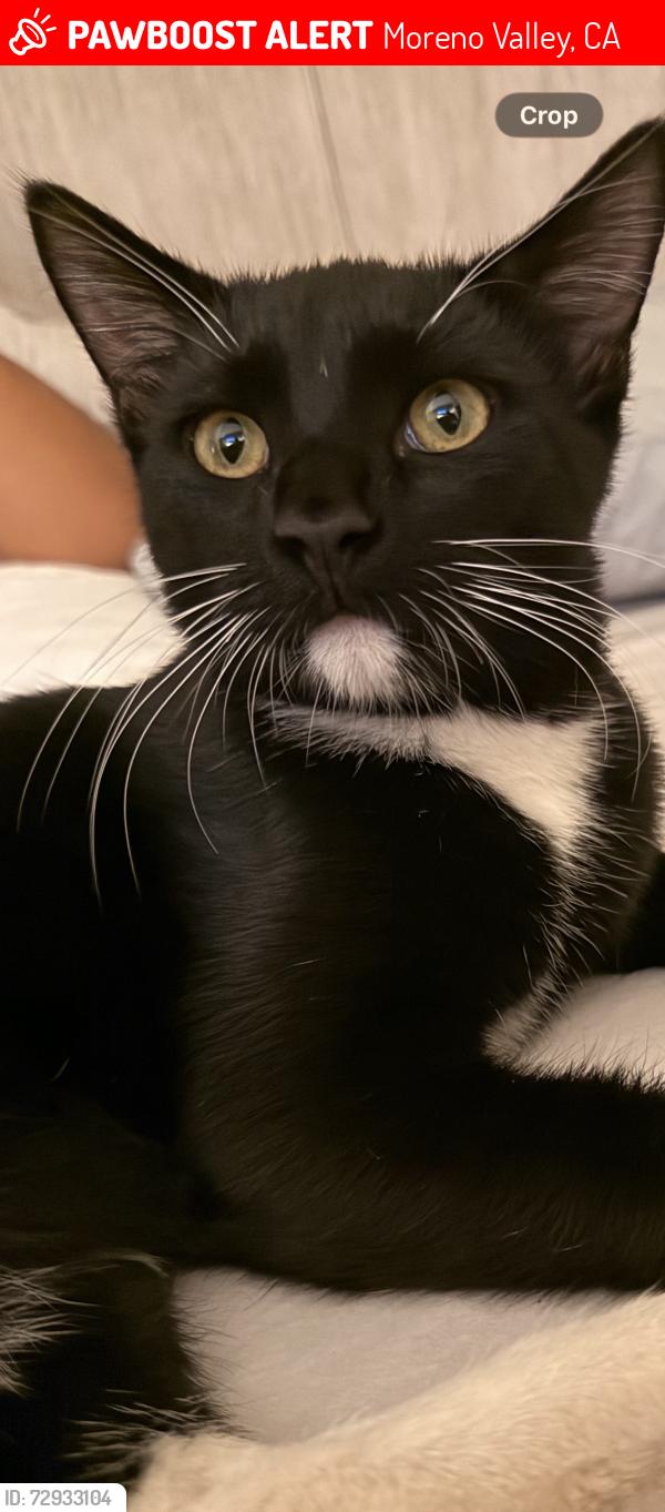 Lost Male Cat last seen Eucalytus, Moreno Valley, CA 92553