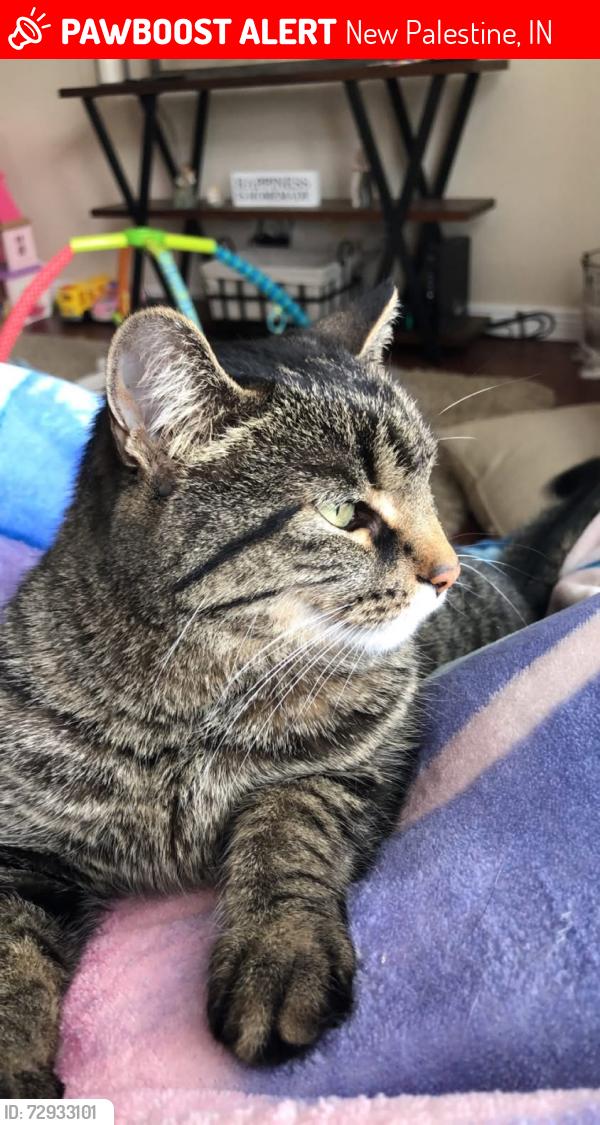 Lost Female Cat last seen Near and 100 New Palestine , New Palestine, IN 46163