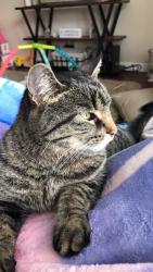 Lost Female Cat last seen Near and 100 New Palestine , New Palestine, IN 46163