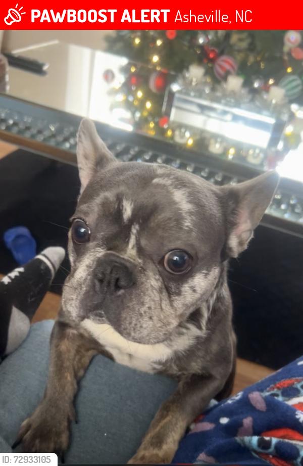 Lost Female Dog last seen Near Emma hills , Asheville, NC 28806