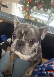 Lost Female Dog last seen Near Emma hills , Asheville, NC 28806