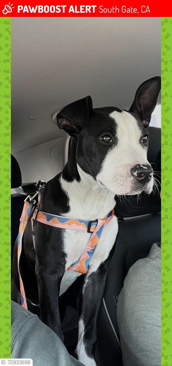 Lost Male Dog last seen South and California , South Gate, CA 90280
