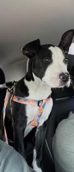 Lost Male Dog last seen South and California , South Gate, CA 90280