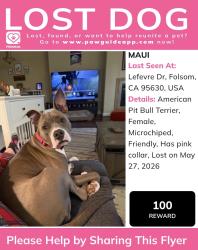 Reunited Female Dog last seen Near Lefevre Dr, Folsom, CA 95630, USA, Folsom, CA 95630