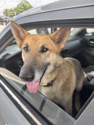 Found/Stray Unknown Dog last seen Robinson road Newton NC , Newton, NC 28602