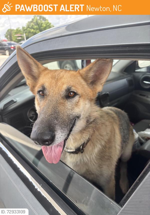 Found/Stray Unknown Dog last seen Robinson road Newton NC , Newton, NC 28602