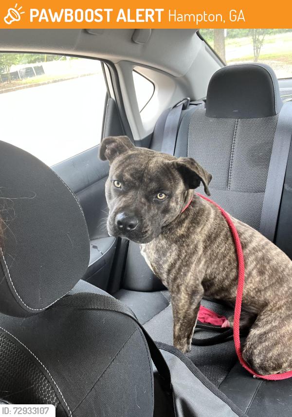 Found/Stray Male Dog last seen Intersection of Derrick ave and elm st, Hampton, GA 30228
