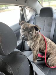Found/Stray Male Dog last seen Intersection of Derrick ave and elm st, Hampton, GA 30228