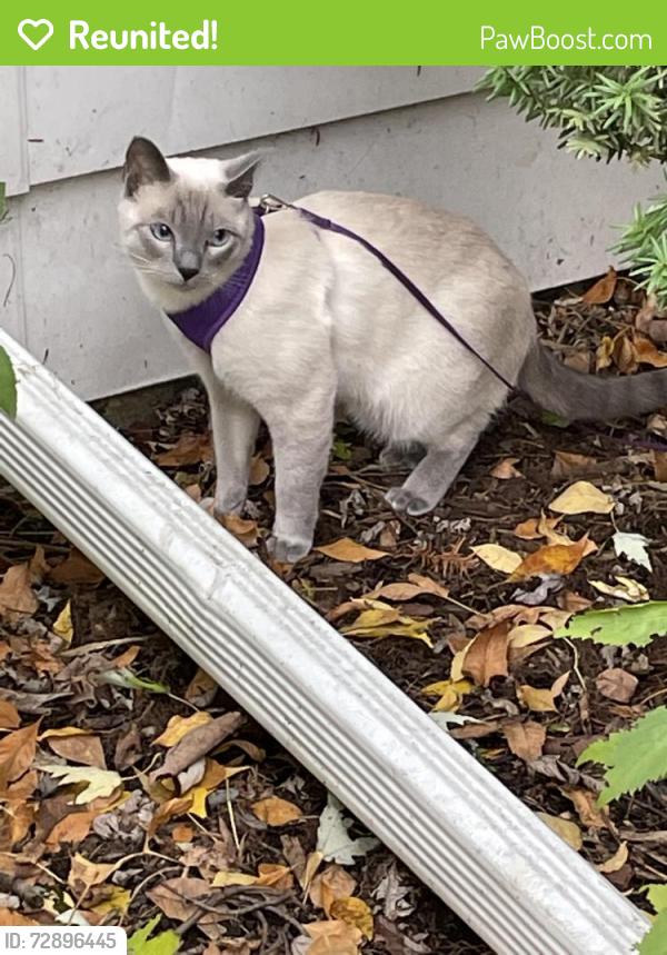 Reunited Male Cat last seen Clyde and Swift in Naperville , Naperville, IL 60565