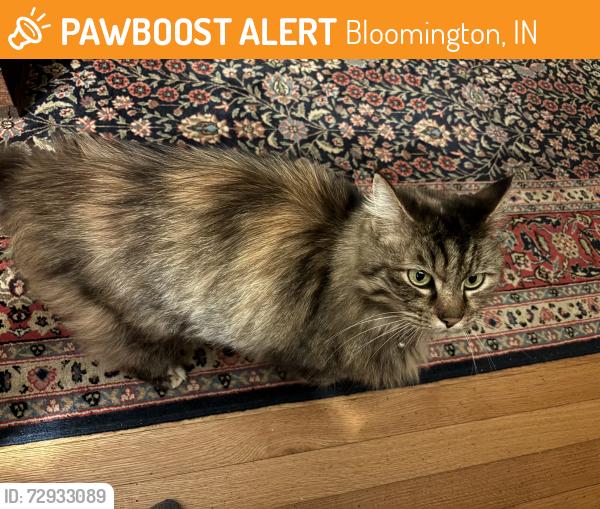 Rehomed Unknown Cat last seen Tenth Street, Bloomington, IN 47408